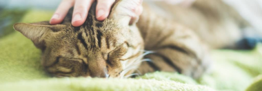 The Importance of Pet Companionship For Seniors